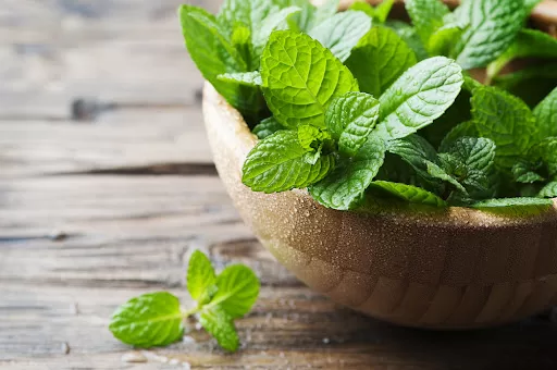 Fresh green mint leaves in wooden bowl
